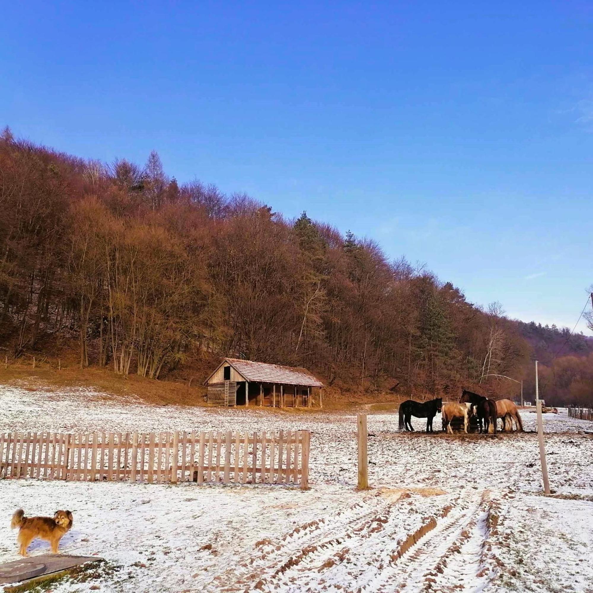 Oddychovy Na Rodinnej Farme Matiaska